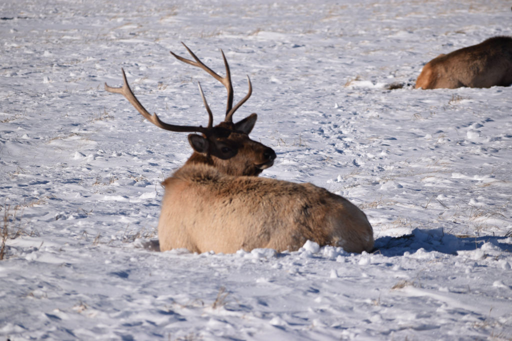 National Elk Refuge | Jackson Hole, WY